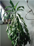 moja dracena